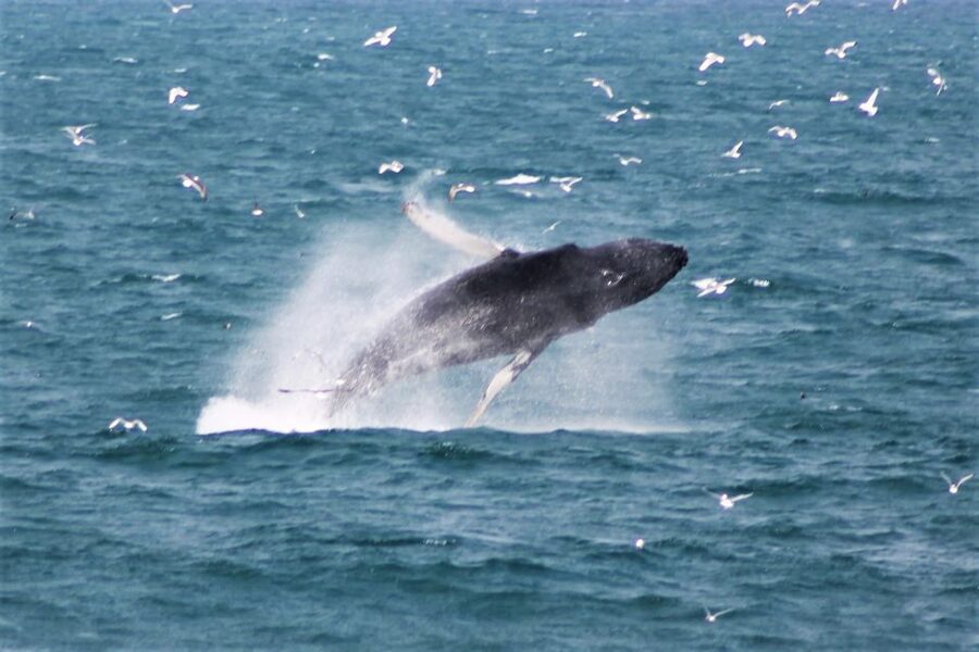 Reykjavik: Whale Watching & Northern Lights Combo Cruise - Who should book this cruise