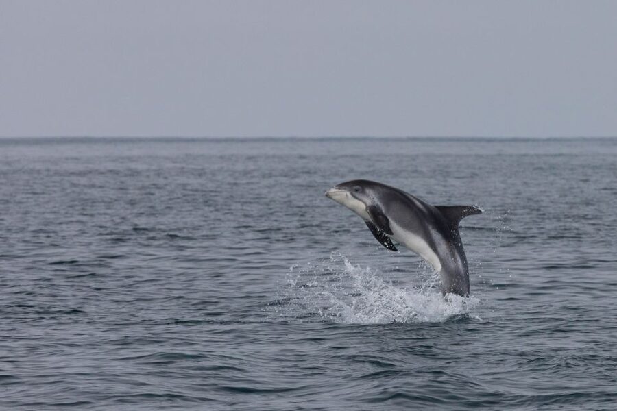 Reykjavik: Whales and Northern Lights Boat Tour - Key points to know before you book