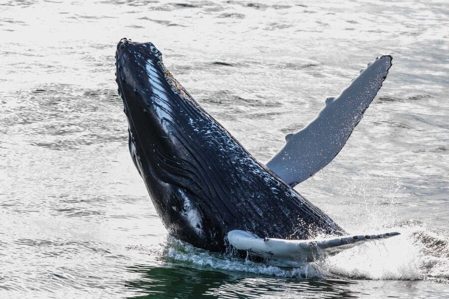 Reykjavik: Whales and Northern Lights Boat Tour - Two Iceland highlights from Reykjavik’s Old Harbour