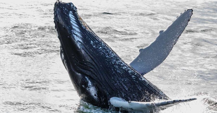 Reykjavik: Whales and Northern Lights Boat Tour - What you might see in the whale-watching area