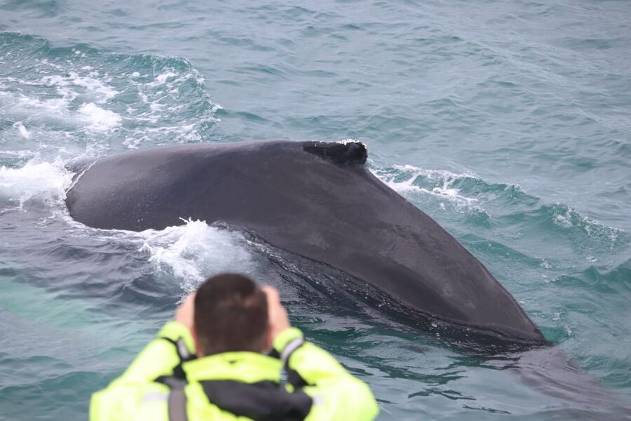 Reykjavik: Whales and Northern Lights Boat Tour - Is $212 a fair price?