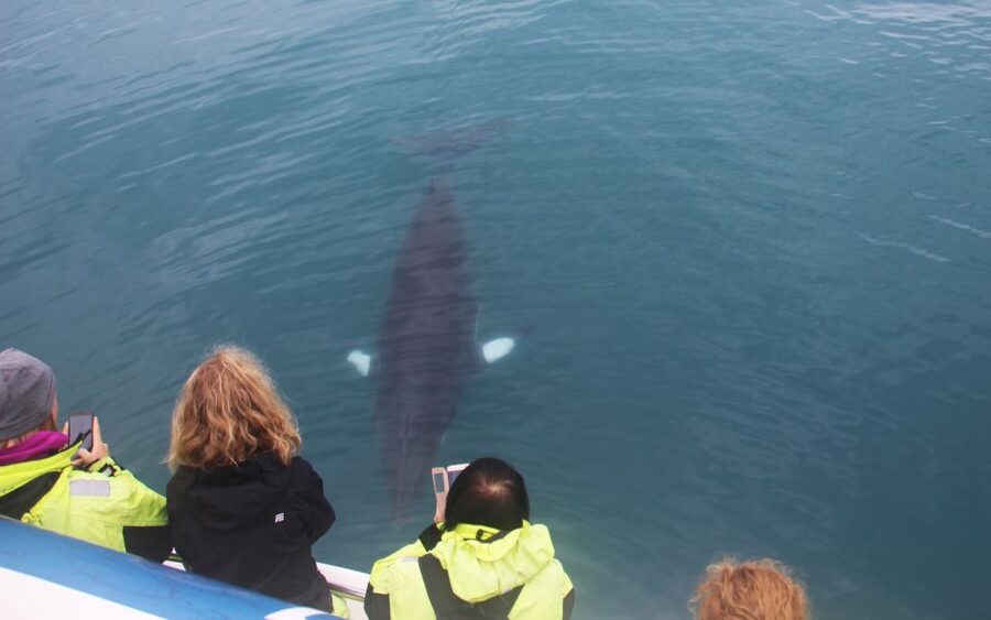 Reykjavik: Whales and Northern Lights Boat Tour - Setting out across Faxaflói Bay