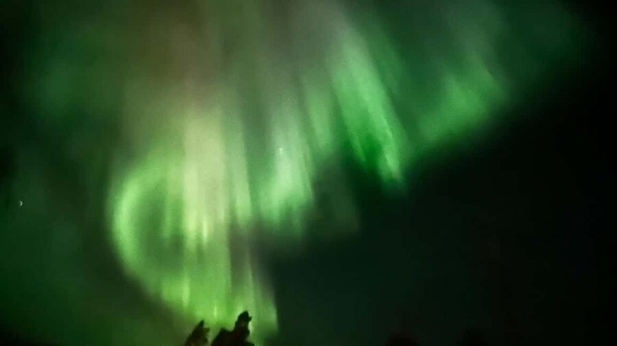 Rovaniemi: All-Inclusive Ranua Zoo Excursion & Aurora Dinner - Key points to know before booking