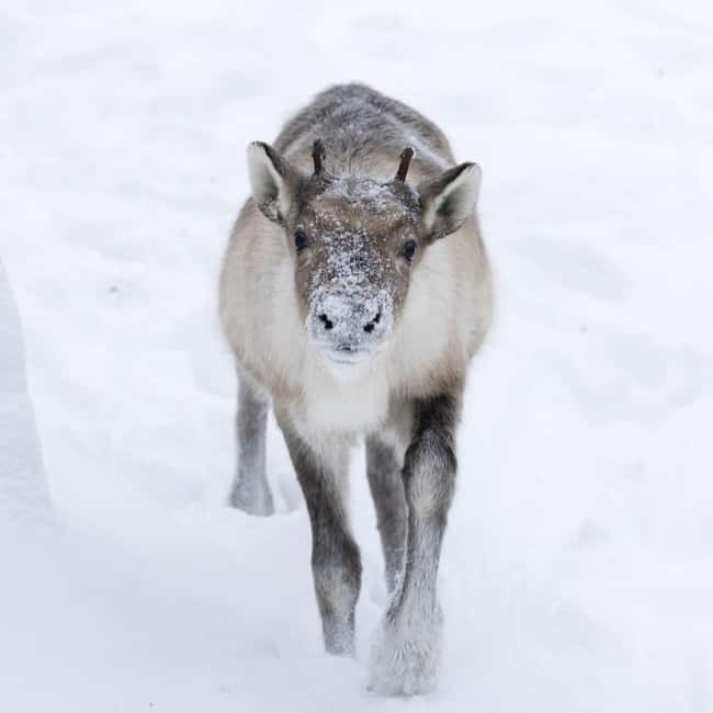 Rovaniemi: All-Inclusive Ranua Zoo Excursion & Aurora Dinner - Should you book this Ranua and aurora tour?