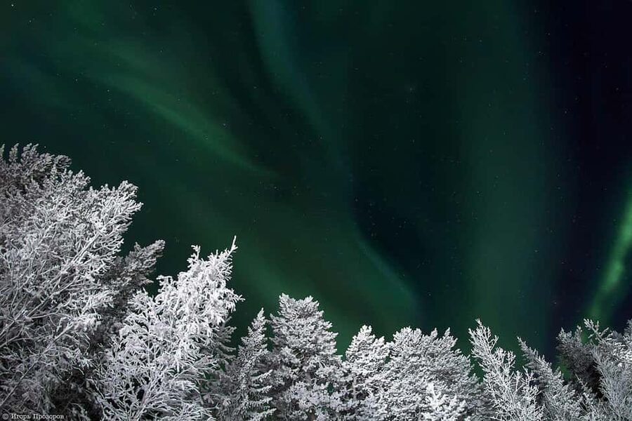 Rovaniemi: All-Inclusive Ranua Zoo Excursion & Aurora Dinner - Ranua Zoo makes the morning worth the drive