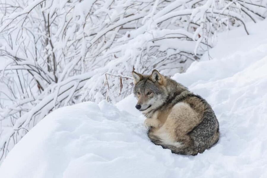 Rovaniemi: All-Inclusive Ranua Zoo Excursion & Aurora Dinner - The Northern Lights hunt depends on darkness and patience