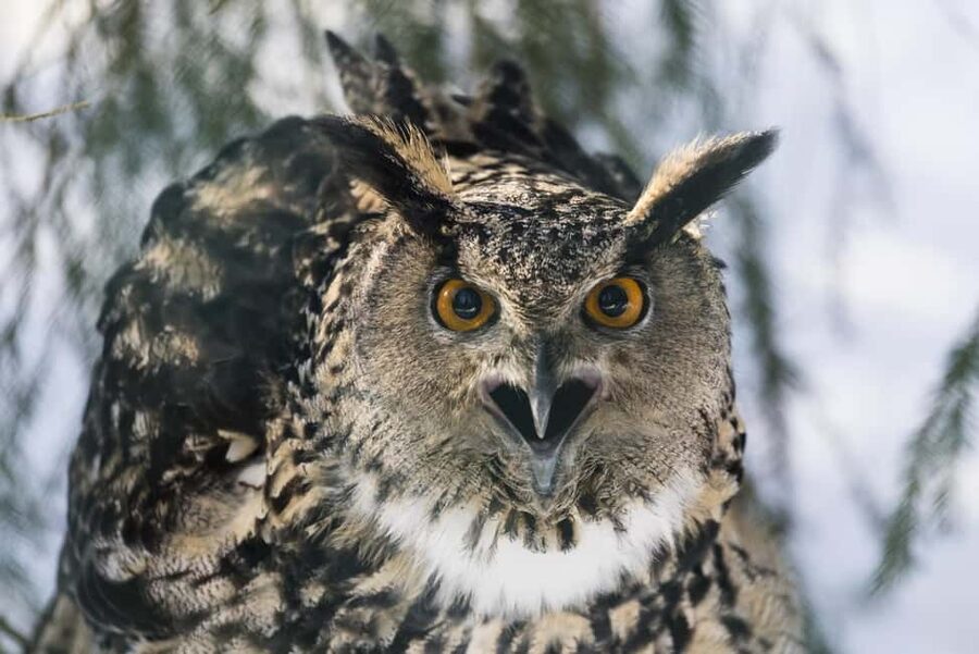 Rovaniemi: All-Inclusive Ranua Zoo Excursion & Aurora Dinner - Campfire dinner with Finnish flavors