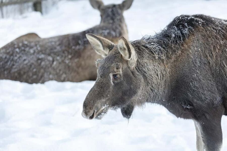 Rovaniemi: All-Inclusive Ranua Zoo Excursion & Aurora Dinner - Is $233 a fair price?
