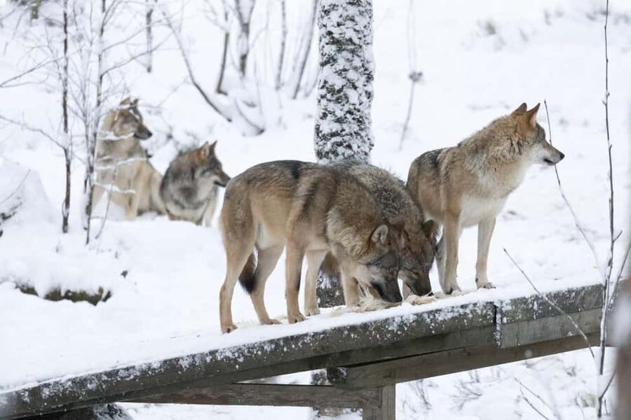 Rovaniemi: All-Inclusive Ranua Zoo Excursion & Aurora Dinner - Who will enjoy this long Arctic day?
