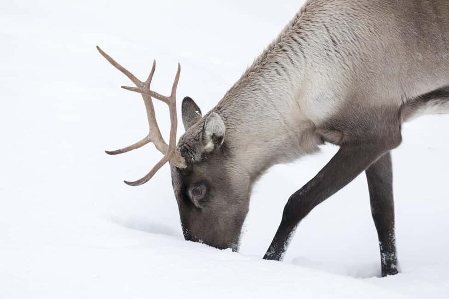 Rovaniemi: All-Inclusive Ranua Zoo Excursion & Aurora Dinner - Practical advice for making the day easier