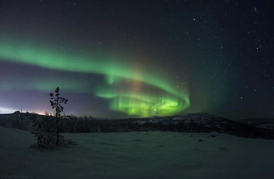 Rovaniemi: All-Inclusive Ranua Zoo Excursion & Aurora Dinner - A Finnish buffet and a Fazer chocolate stop
