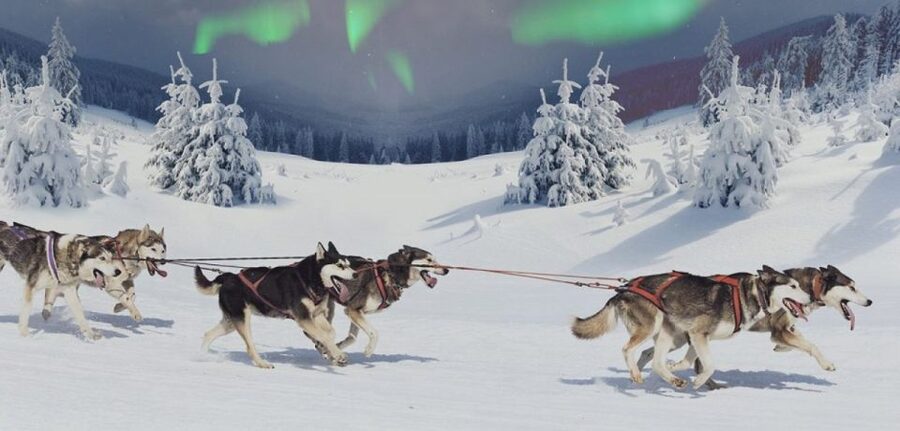 Rovaniemi: Northern Lights and Husky Sleigh Ride - Starting the evening in Rovaniemi