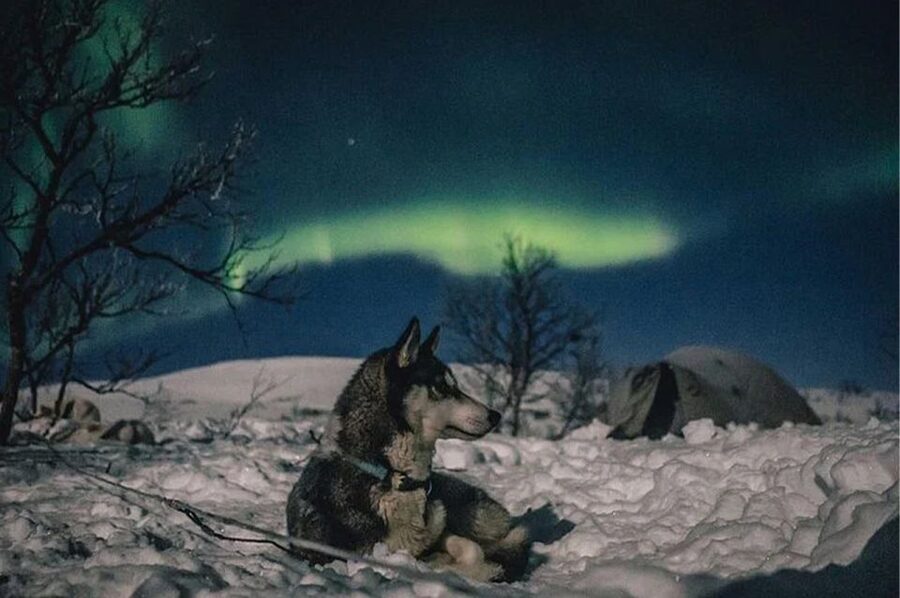 Rovaniemi: Northern Lights and Husky Sleigh Ride - Who should book this Rovaniemi evening