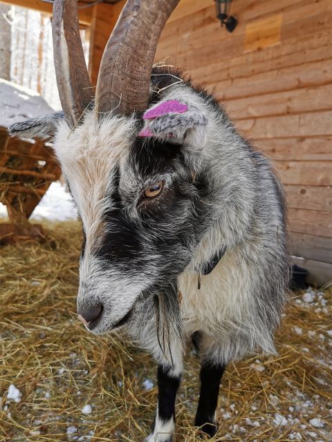 Rovaniemi: Santa's Reindeer and Husky Safari with Aurora BBQ - Key points to know before booking