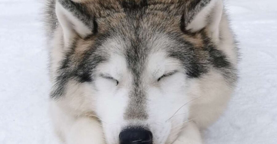 Rovaniemi: Santa's Reindeer and Husky Safari with Aurora BBQ - FAQ