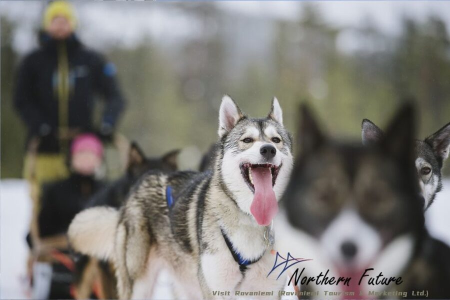 Rovaniemi: Santa's Reindeer and Husky Safari with Aurora BBQ - A full Lapland sampler in one very long day