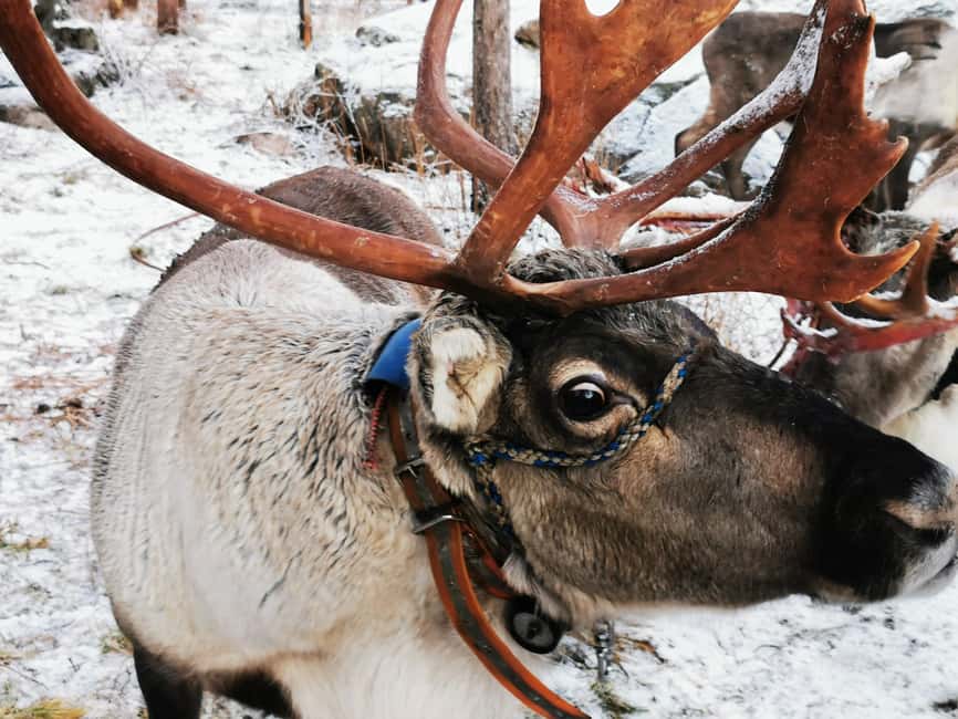 Rovaniemi: Santa's Reindeer and Husky Safari with Aurora BBQ - Reindeer at Santa Village: calm, traditional, and more tourist-focused