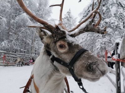 Santa’s Reindeer and Husky Safari with Aurora BBQ