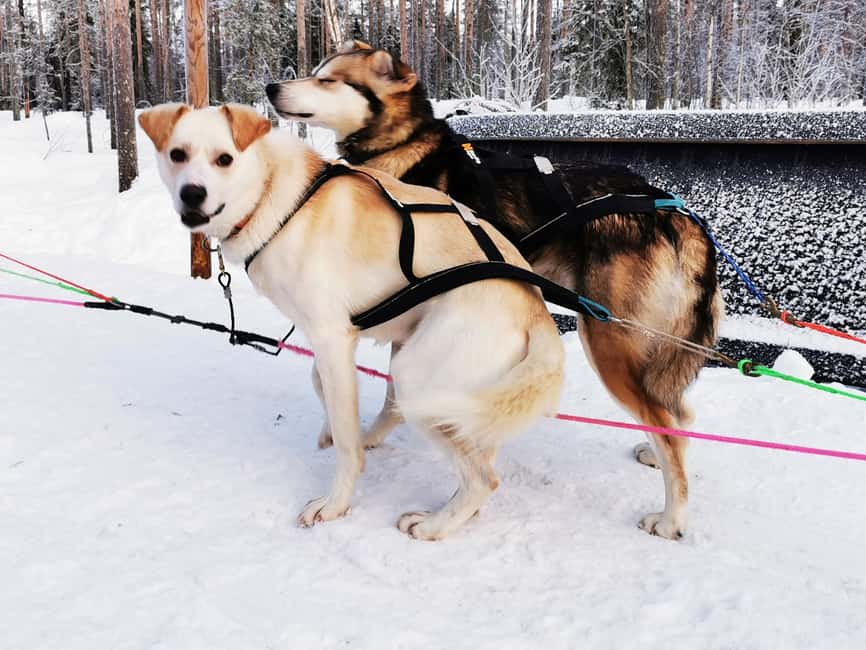 Rovaniemi: Santa's Reindeer and Husky Safari with Aurora BBQ - The long afternoon gap is part of the plan