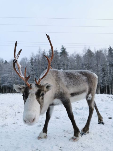 Rovaniemi: Santa's Reindeer and Husky Safari with Aurora BBQ - A warm Kota, berry tea, and Lappish sausage
