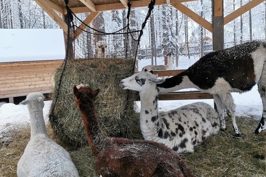 Rovaniemi: Santa's Reindeer and Husky Safari with Aurora BBQ - My practical verdict