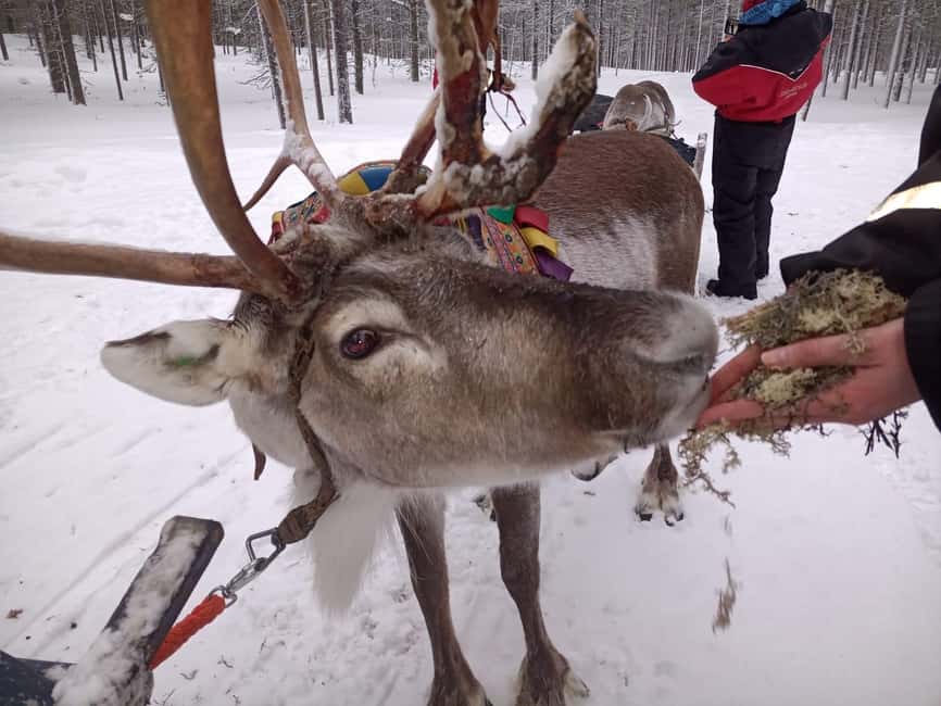 Saariselkä: Northern Lights & Reindeer Sledding Tour - Feeding the reindeer up close