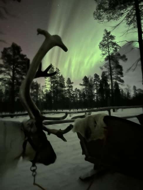 Saariselkä: Northern Lights & Reindeer Sledding Tour - A campfire in the middle of the forest