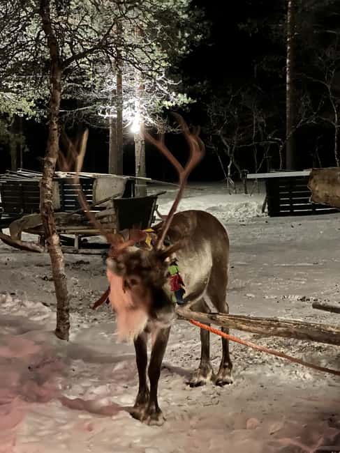 Saariselkä: Northern Lights & Reindeer Sledding Tour - Should you book the Saariselkä reindeer tour?