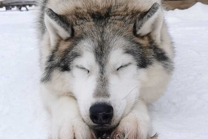 Santa's Reindeer & Husky Safari + Aurora BBQ in Rovaniemi - One long Lapland day, split into two parts
