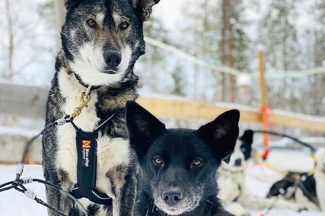 Santa's Reindeer & Husky Safari + Aurora BBQ in Rovaniemi - Two dark sky stops for the aurora hunt