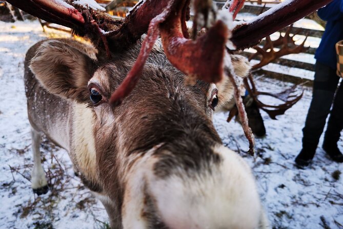 Santa's Reindeer & Husky Safari + Aurora BBQ in Rovaniemi - A Finnish kota, fire, tea, and simple food