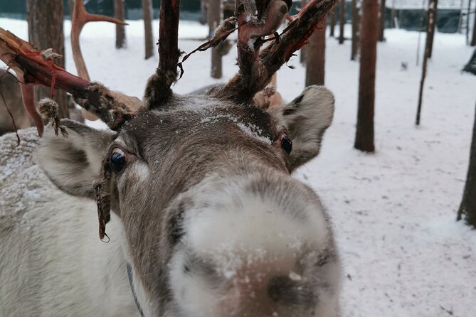 Santa's Reindeer & Husky Safari + Aurora BBQ in Rovaniemi - Fast huskies and a short sled run