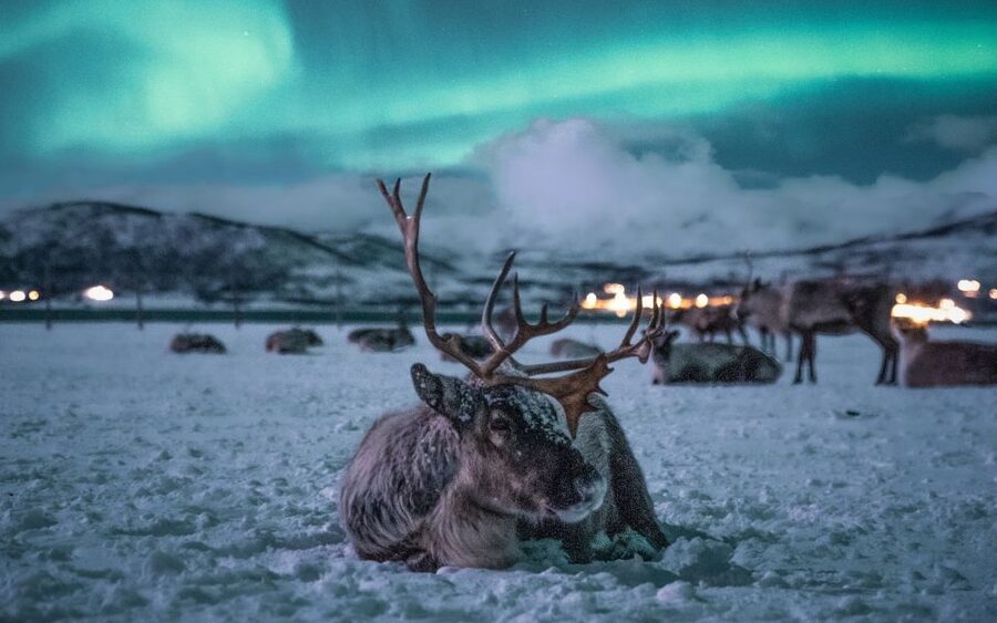 Tromsø: Reindeer Camp Dinner with Chance of Northern Lights - A 30-minute ride from Tromsø to a winter camp
