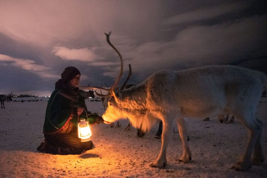 Tromsø: Reindeer Camp Dinner with Chance of Northern Lights - Should you book the Tromsø Arctic Reindeer evening?