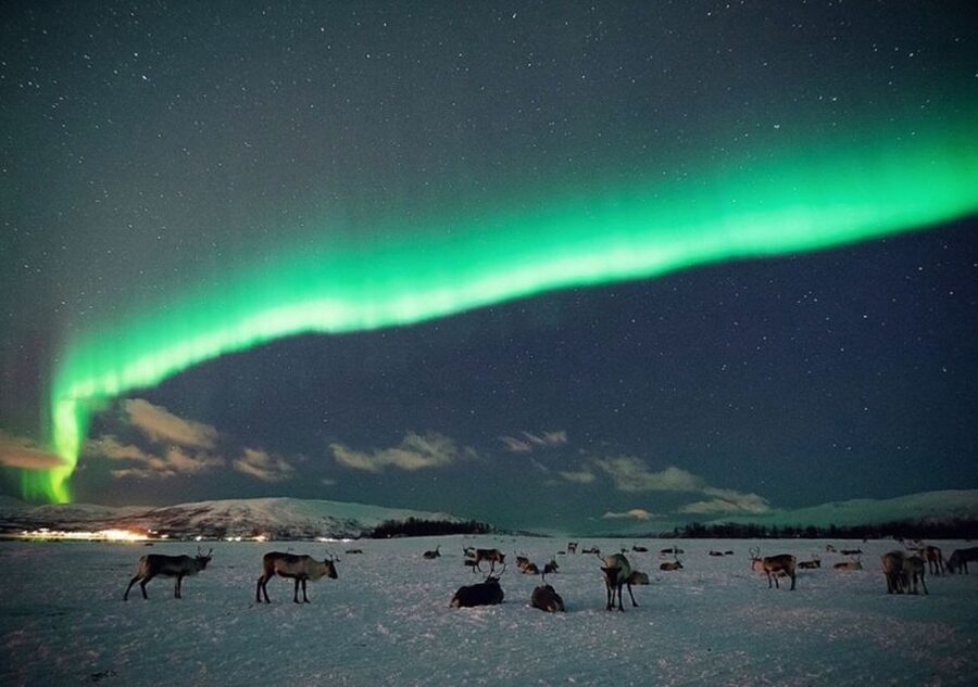 Tromsø: Reindeer Camp Dinner with Chance of Northern Lights - The camp, the lavvu, and the importance of staying warm